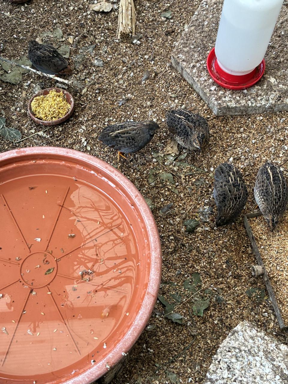 Chinese dwergkwartels