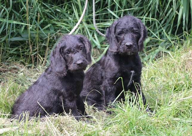 Poogle pups