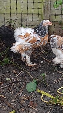 Lieve jonge Brahma haan