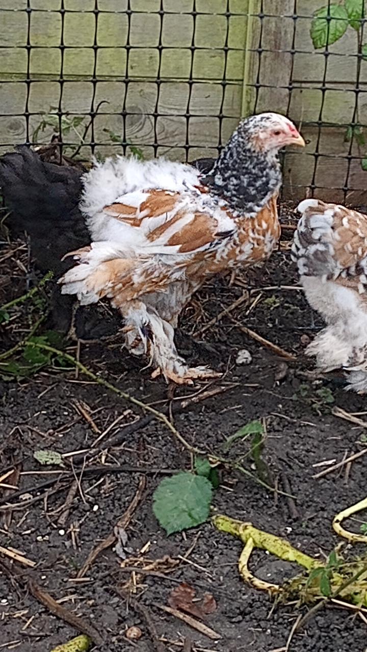 Lieve jonge Brahma haan