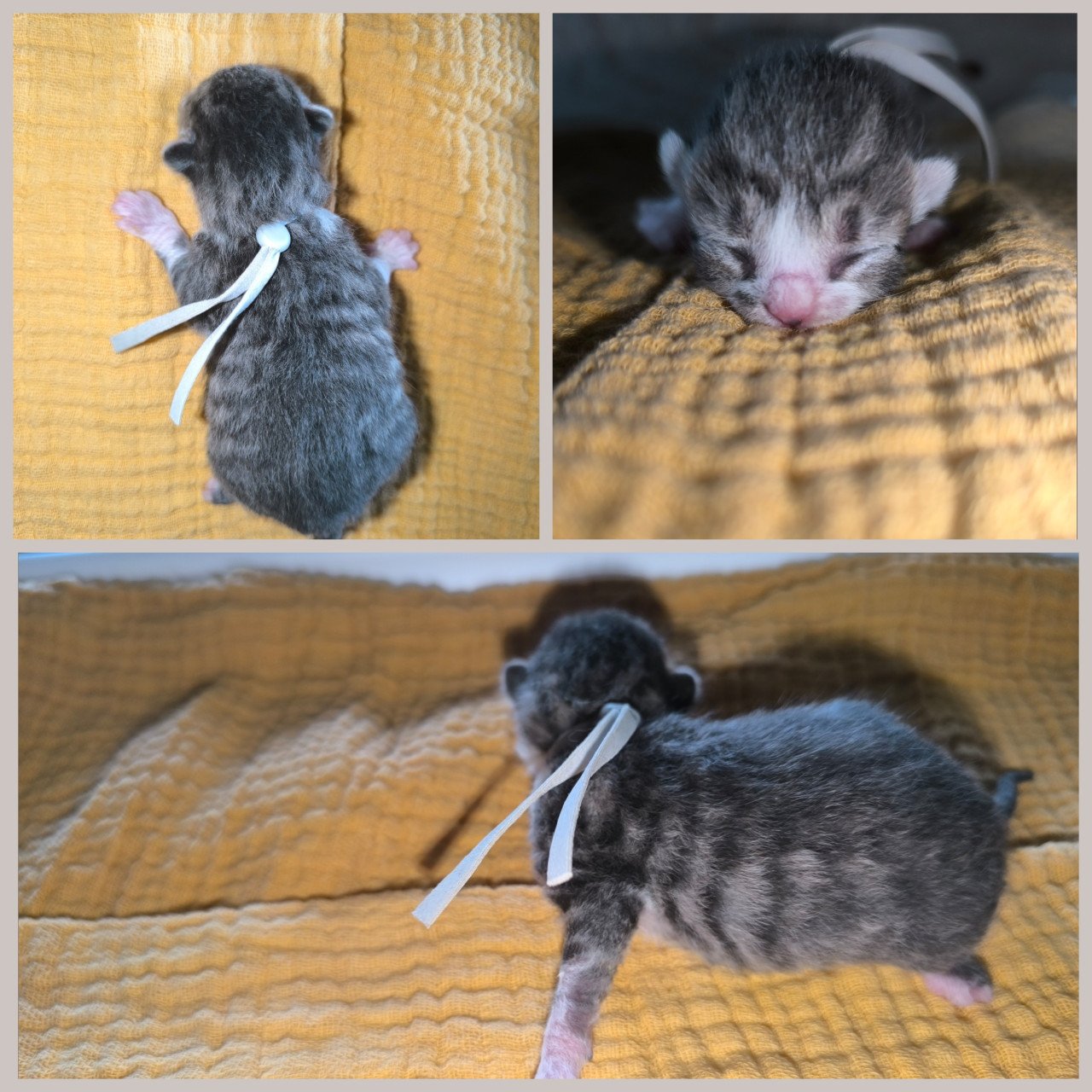 4 mooie katers beschikbaar