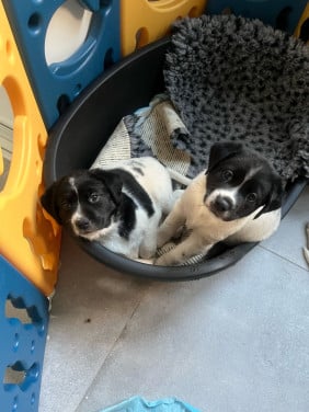 Labrador / Friese stabij puppy’s
