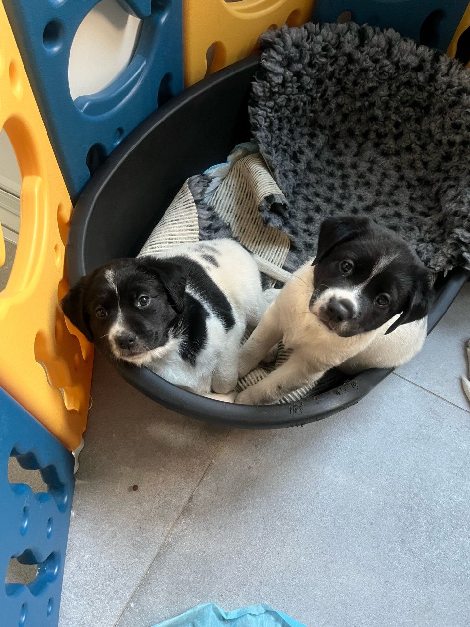 Labrador / Friese stabij puppy’s