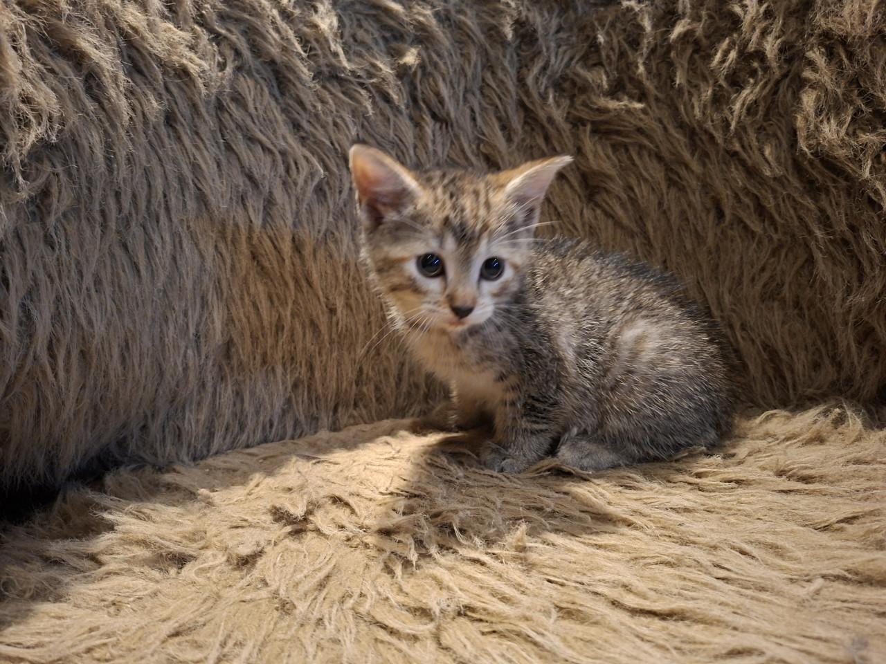 Kittens
