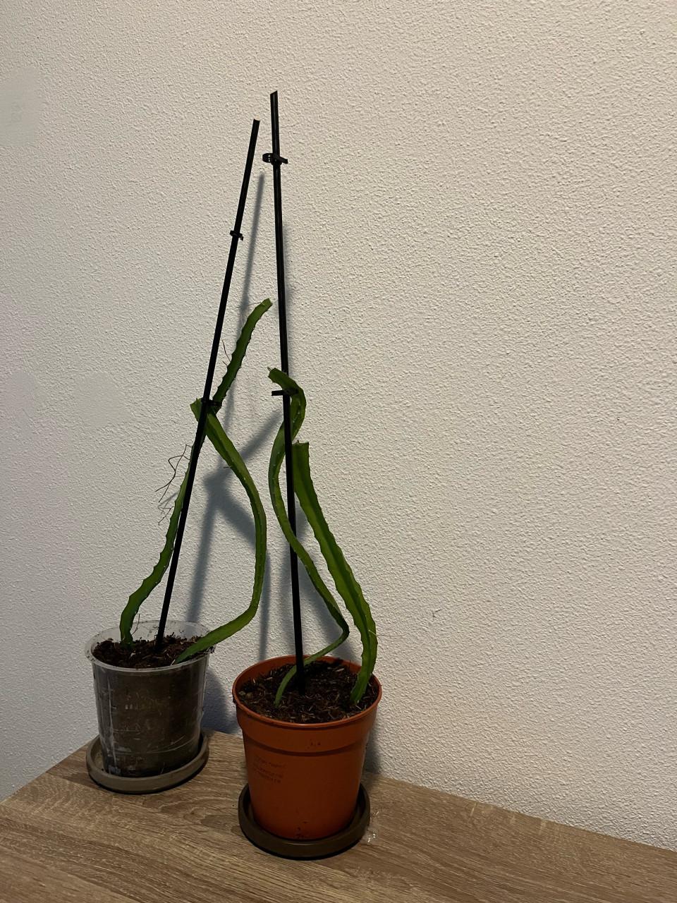 Gewortelde Gele Dragon Fruit (Pitaya) Cactus 30-40cm met pot