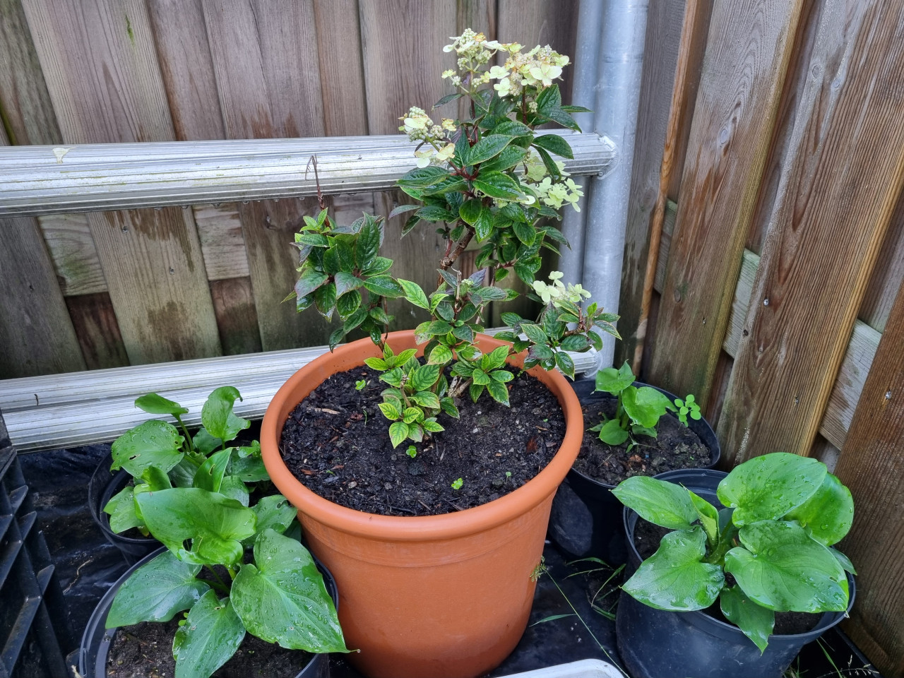 Hortensia en Aronskelken