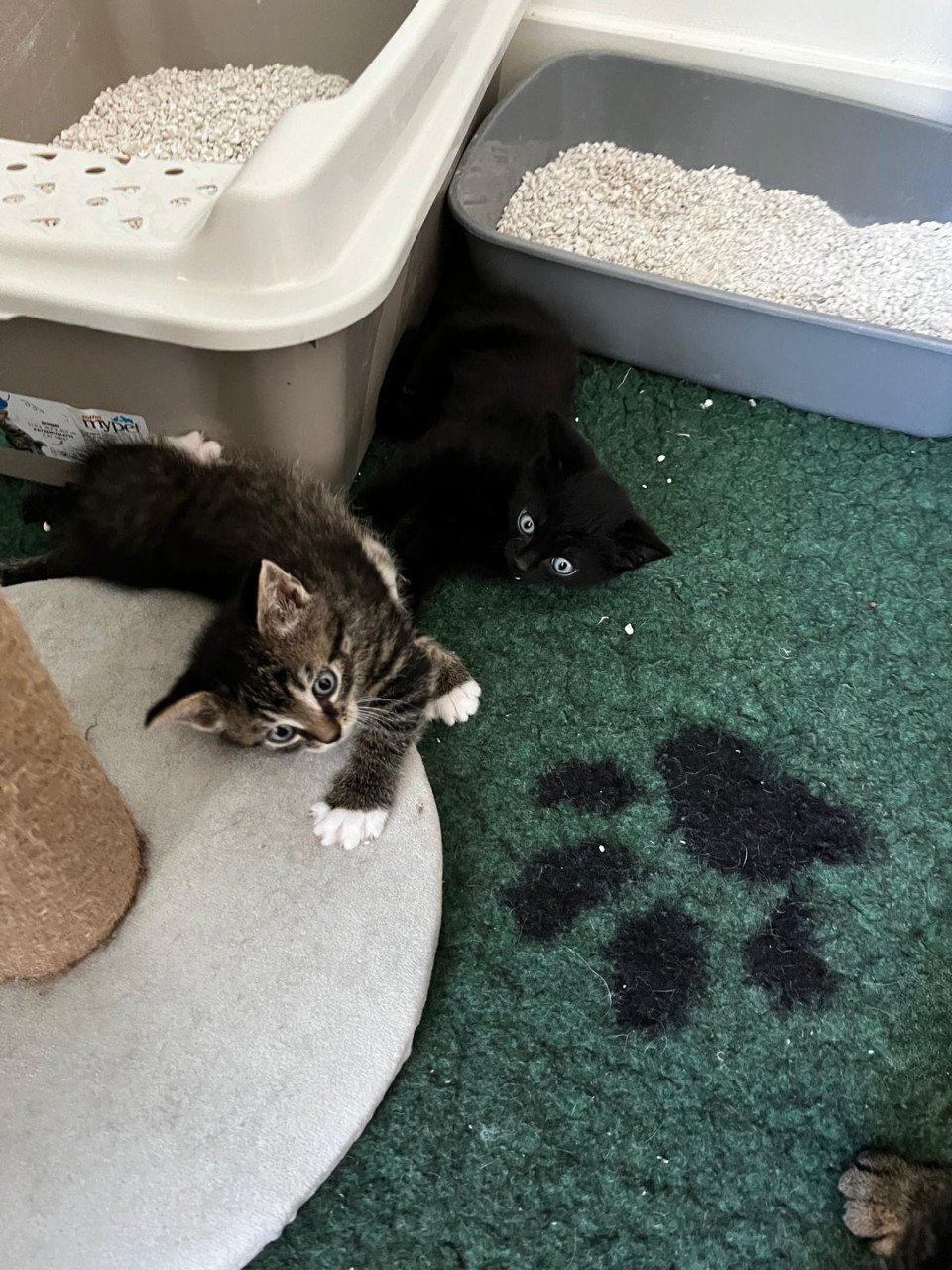 Leuke kittens