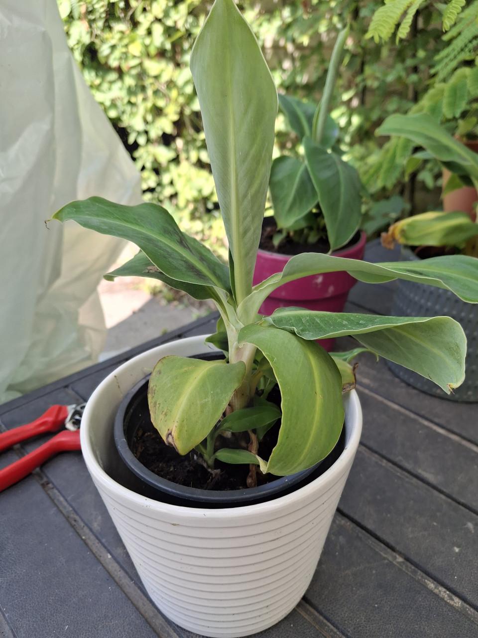 Bananenplant