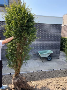Taxus Baccata 160 - 180 cm