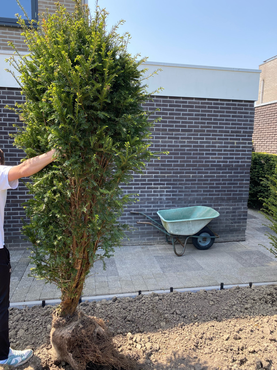 Taxus Baccata 160 - 180 cm