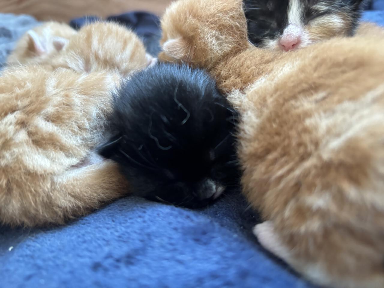 👑 Kittens zoeken gouden mandje 👑