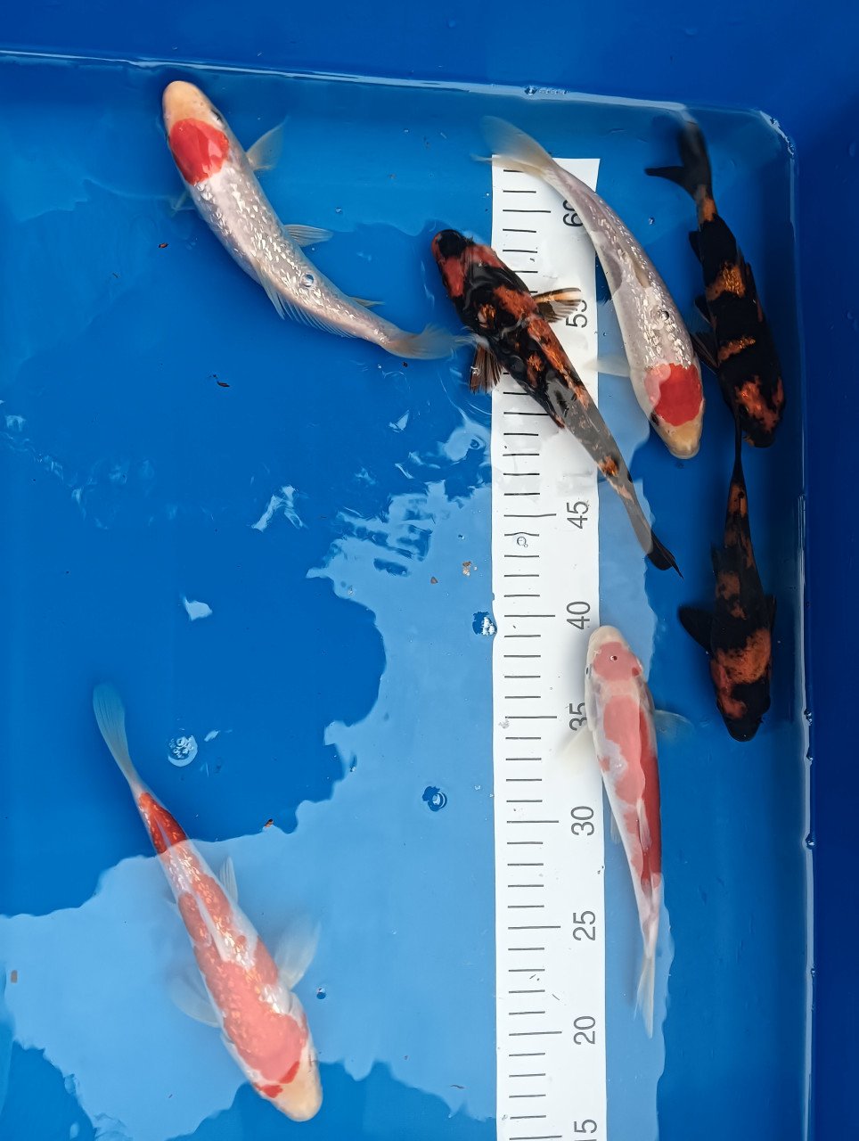 Japanse koi! Tosai kohaku/ hi utsuri