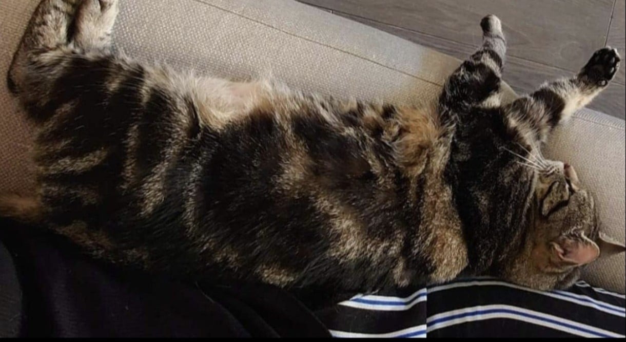 Poes zoekt nieuw fijn huisje