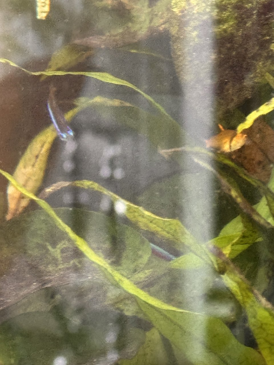 Vissen warm water