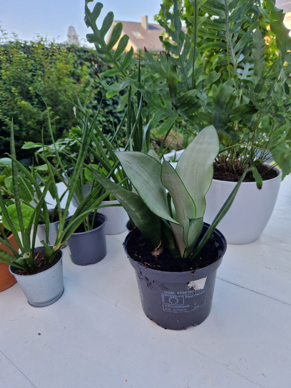 Planten