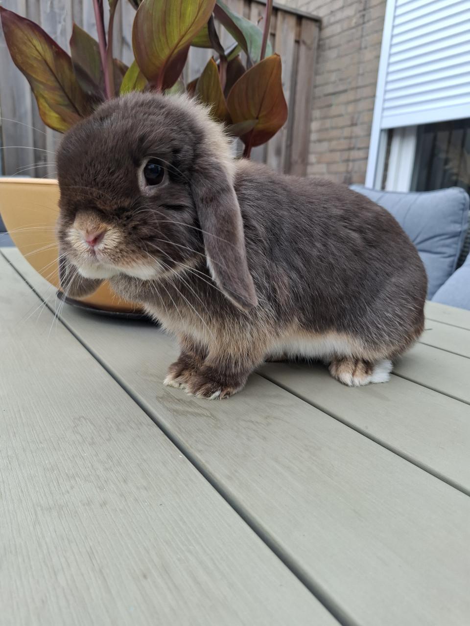 Prachtig lief raszuiver minilop konijn voedster