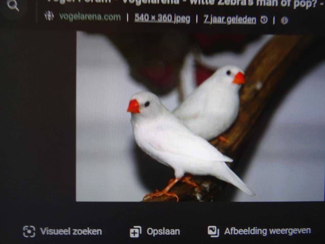 Te koop mooie wat grotere overjarige witte zebravinken €6.00