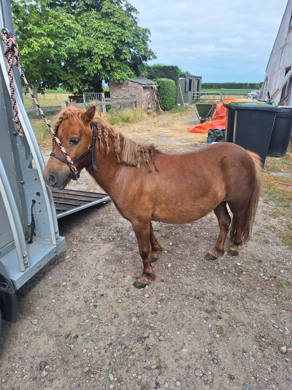 Te koop Shetlander