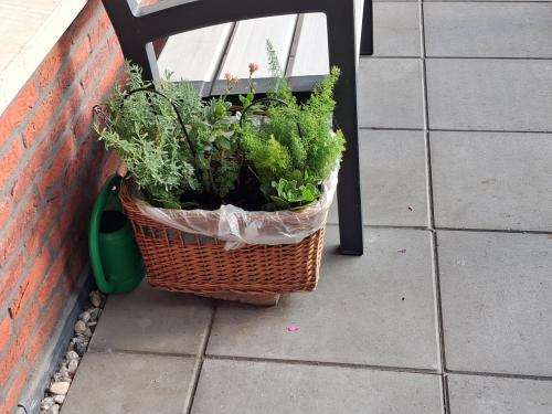 Gratis mand met planten op