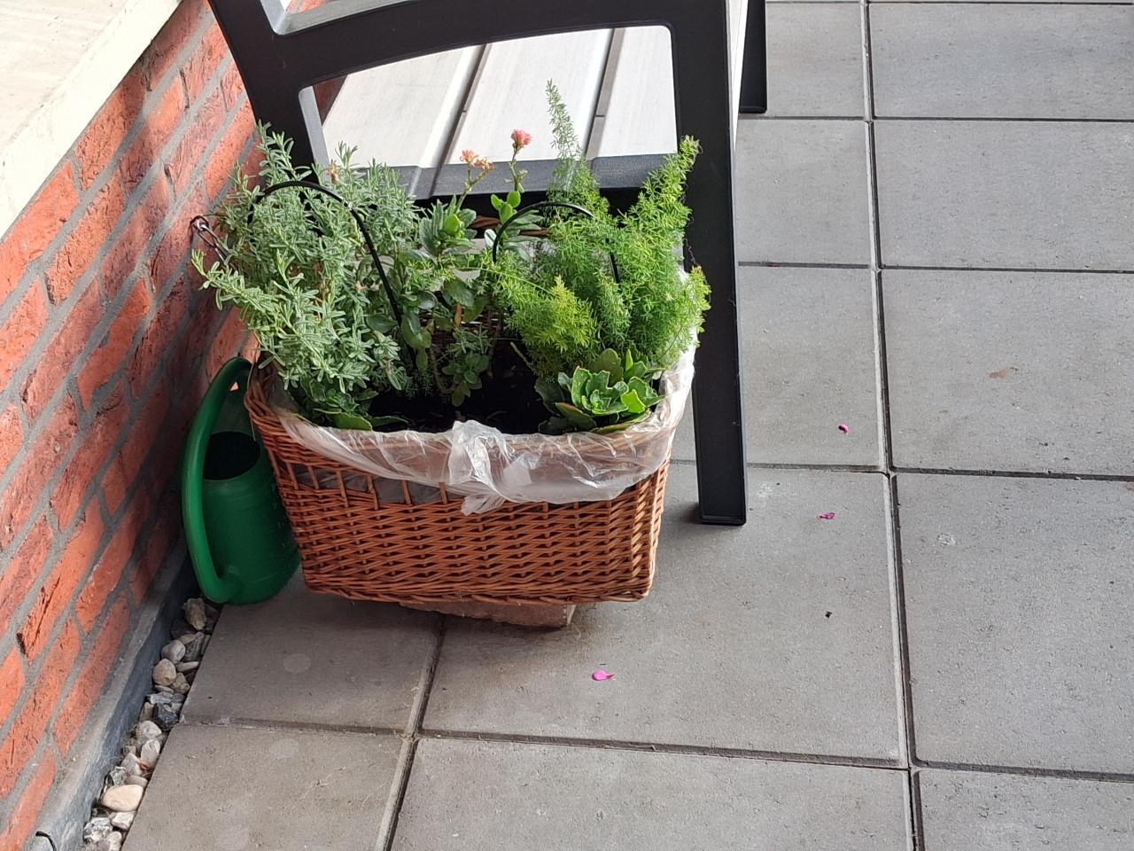 Gratis mand met planten op