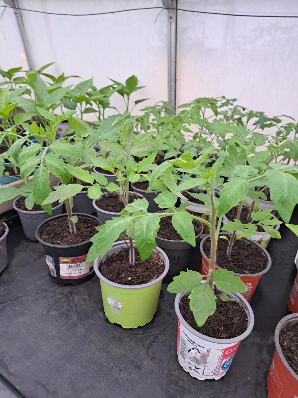 TOMATEN PLANTEN