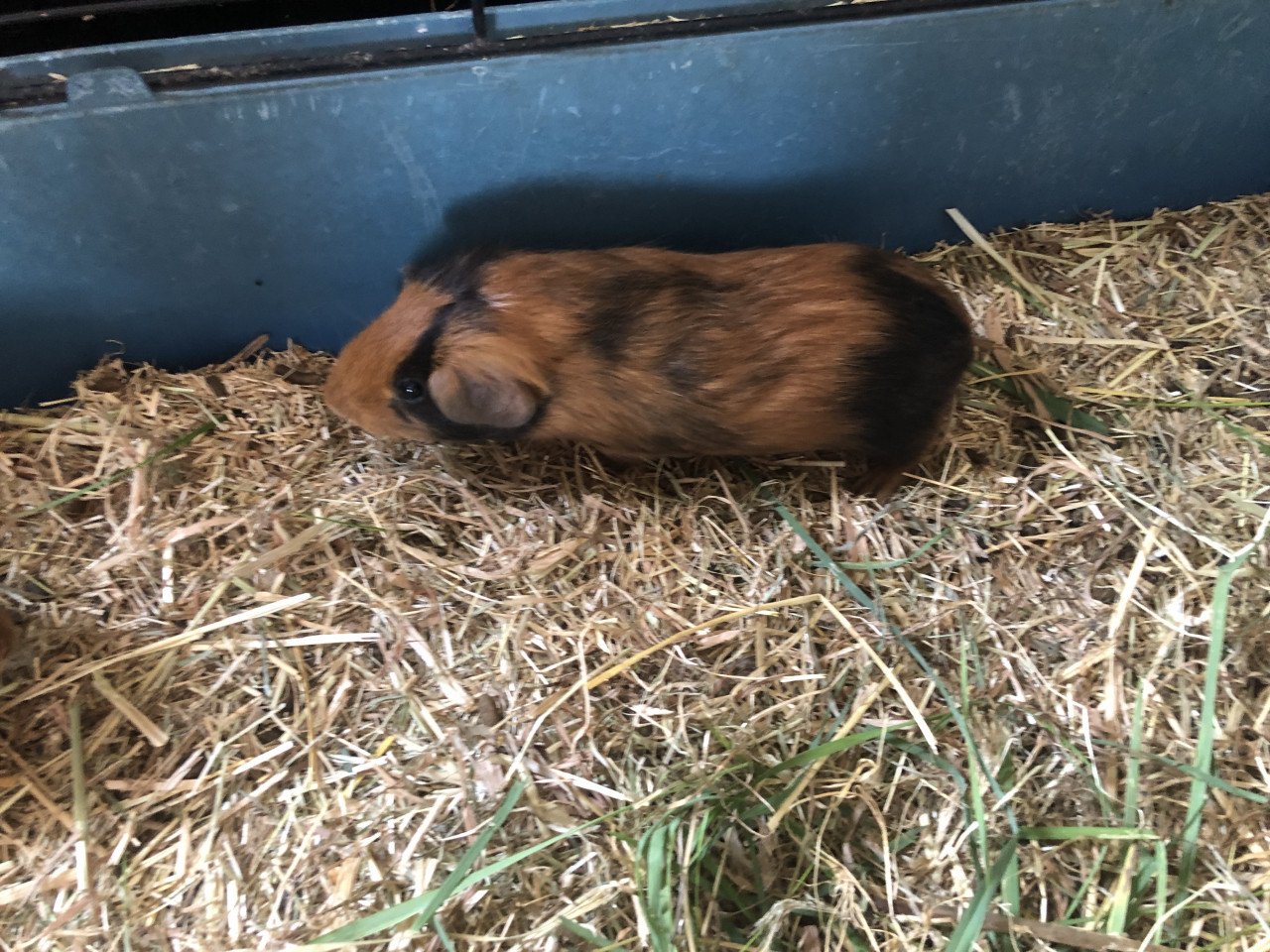 Deze 3 knapperds (cavia) zoeken nog een plekje!!