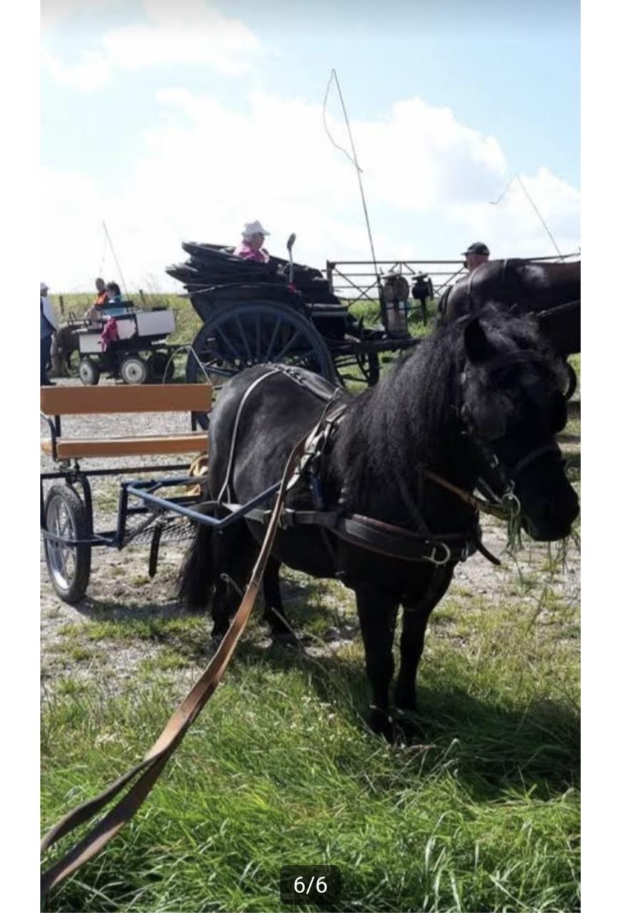 Super lieve shetlander merrie