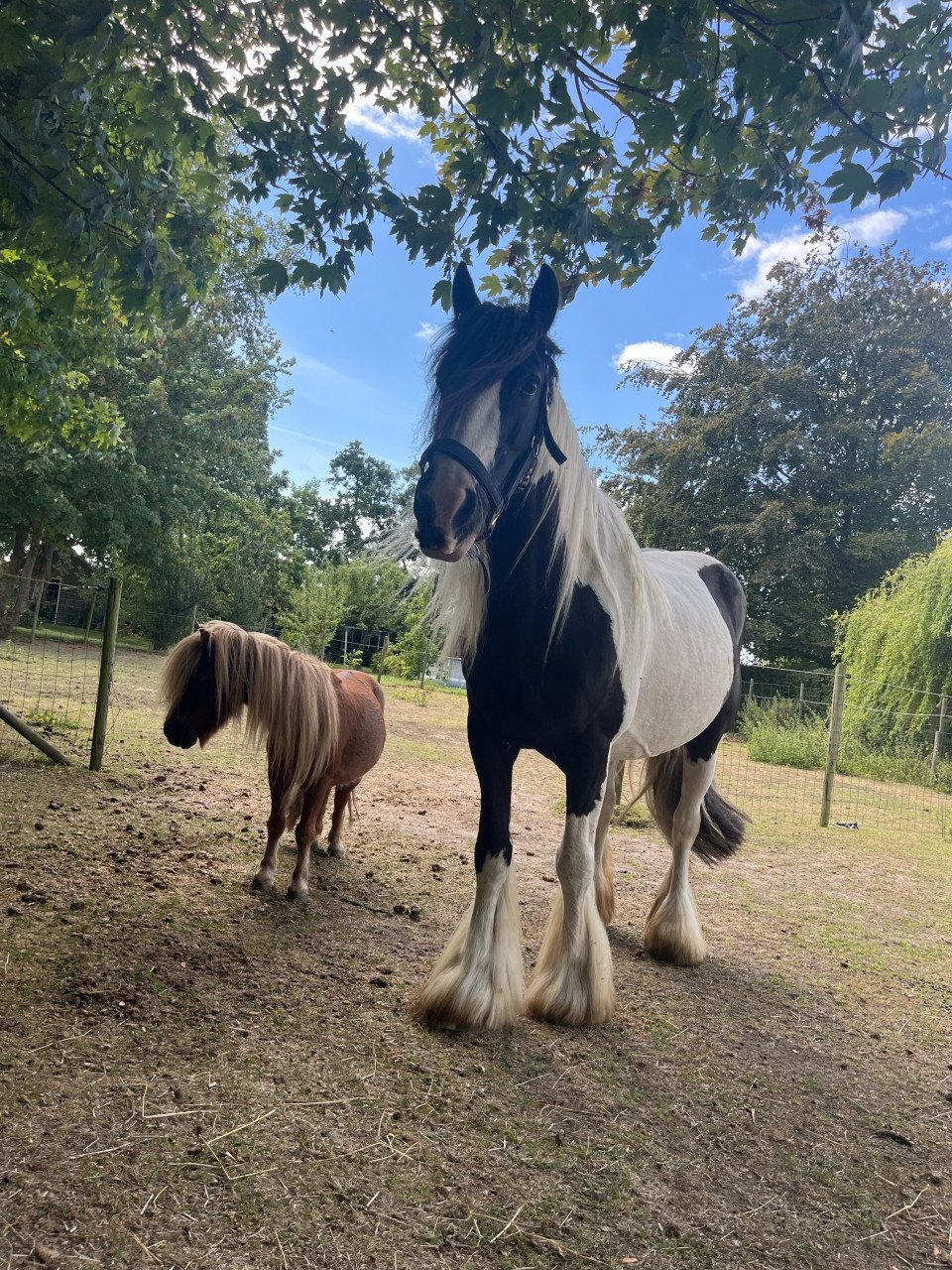 Stalling voor paard of pony incl. buitenbak