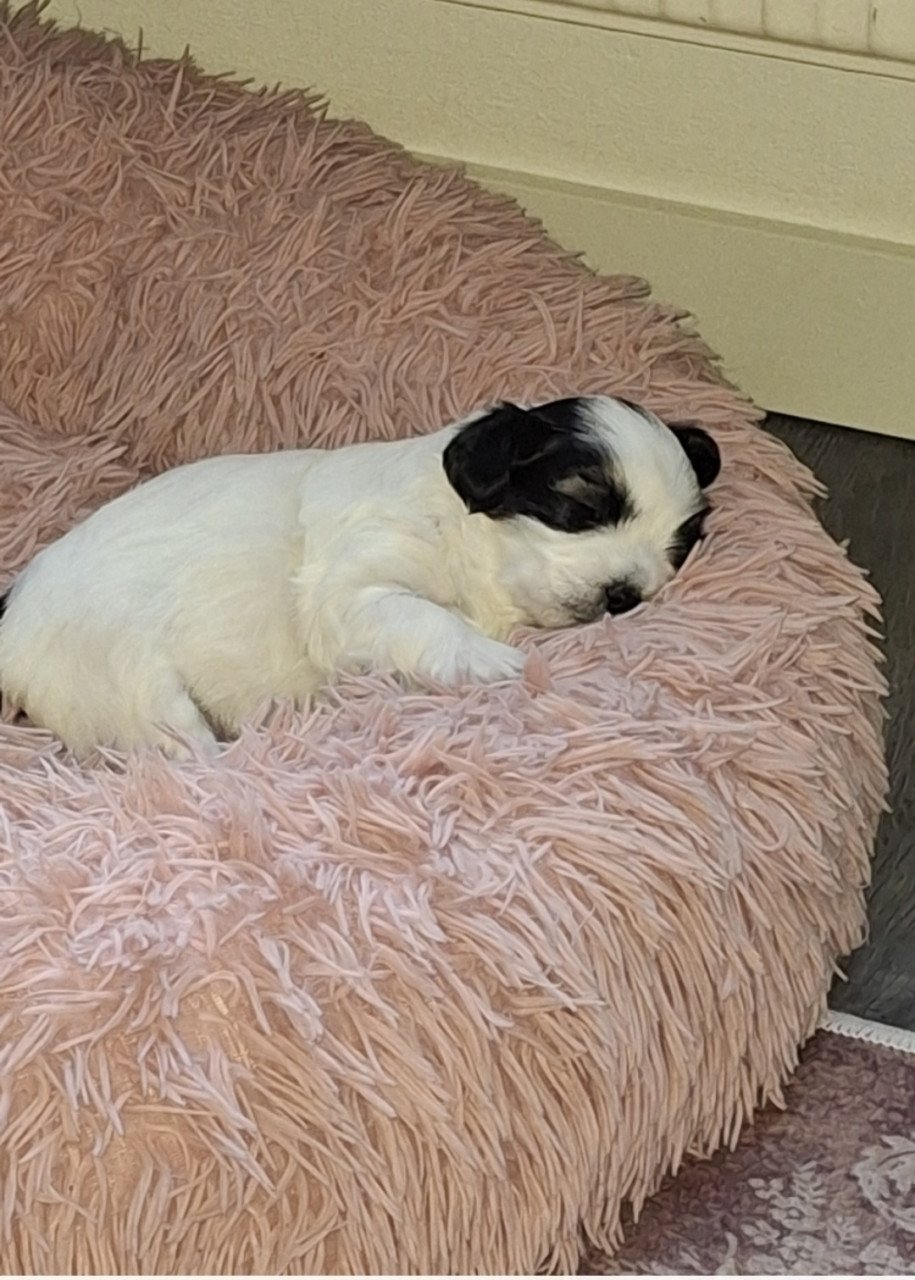 Lief boomer puppy