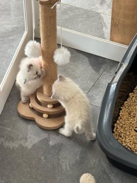 Ragdoll x Nebelung kittens katertjes en poesjes beschikbaar