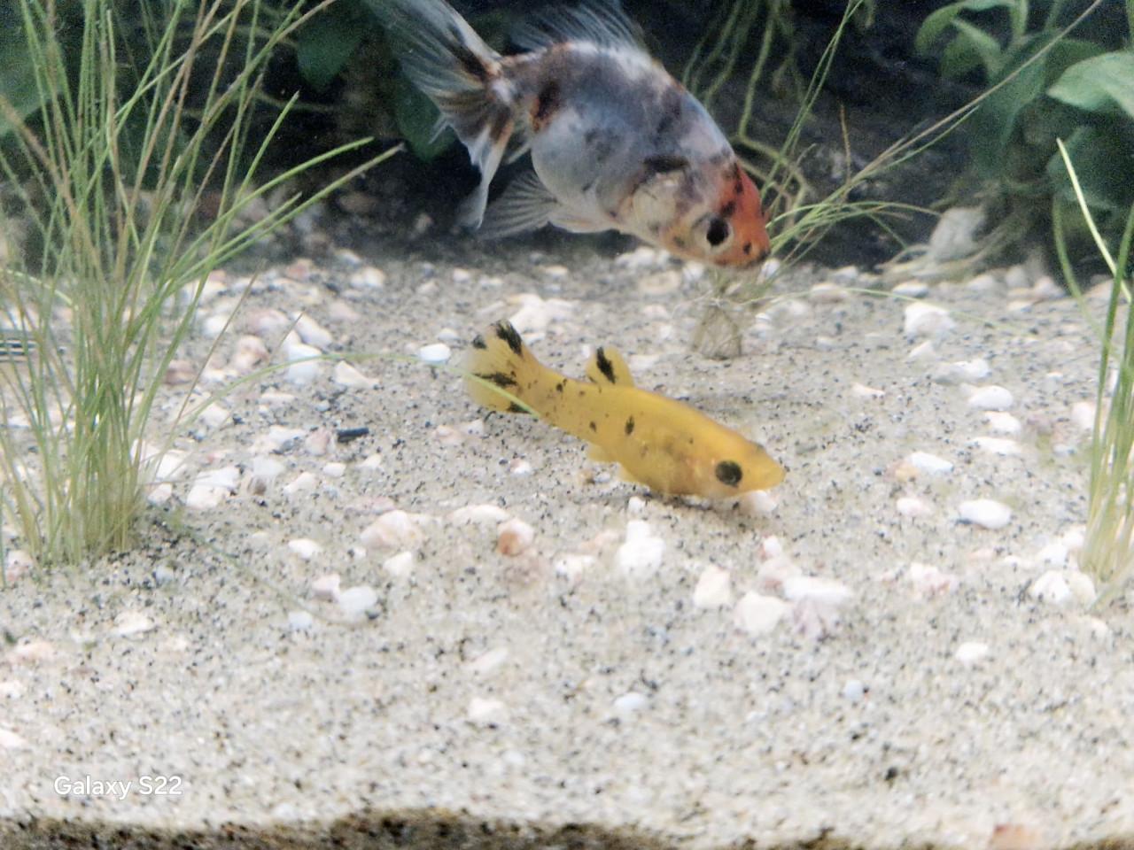 Compleet aquarium 70 liter 56 cm br 33 diep x 40 hoog