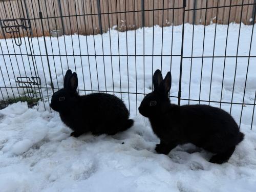 2 vrouwtjes konijnen