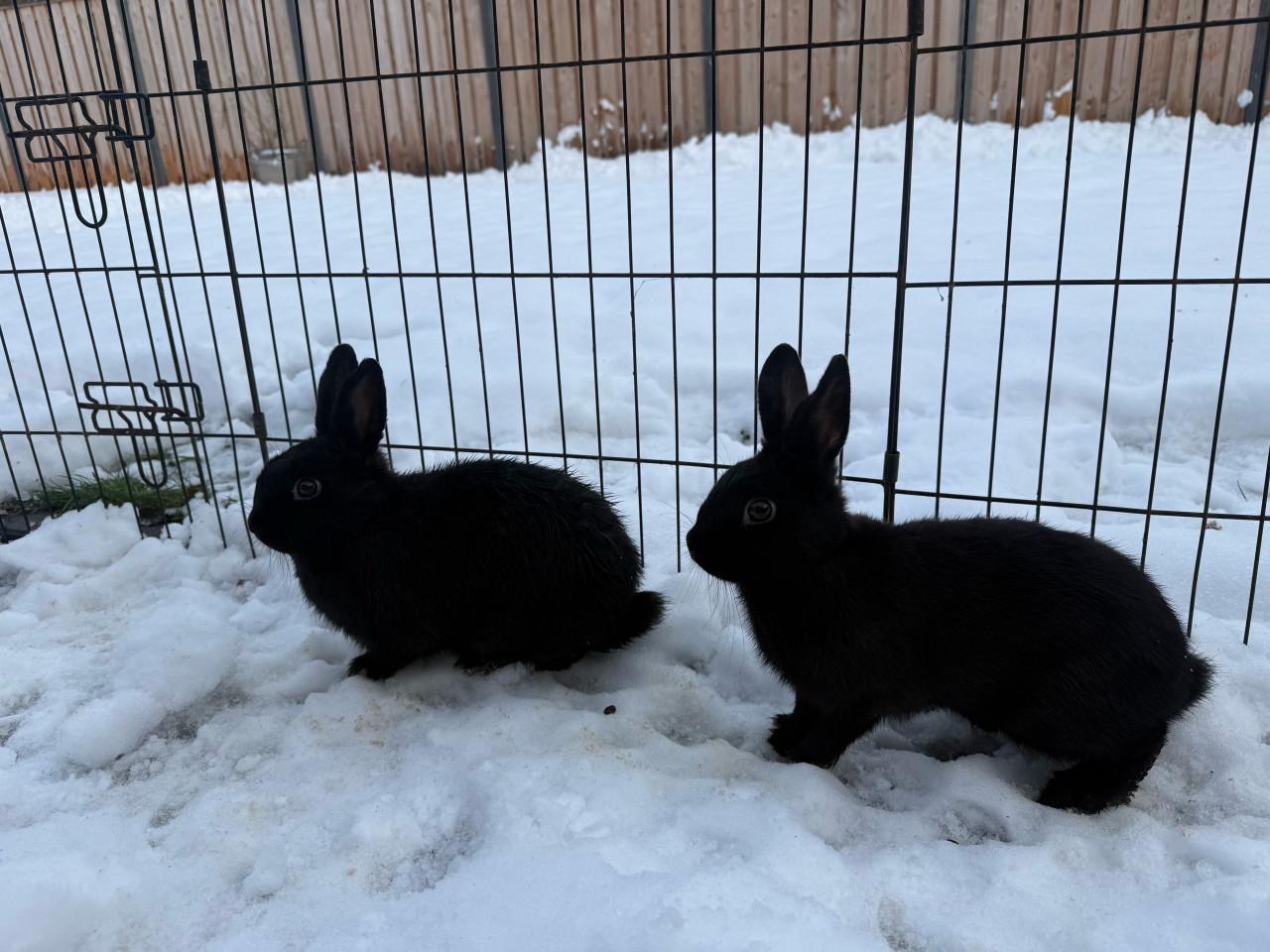 2 vrouwtjes konijnen