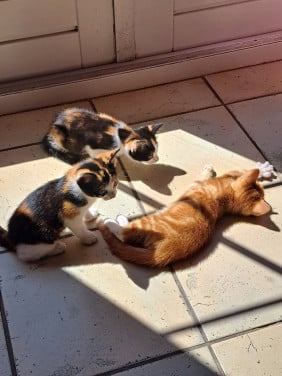 Te koop kittens