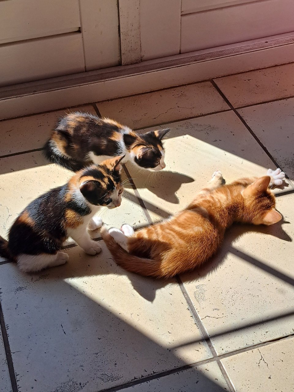 Te koop kittens