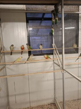 Pyrhurra's diverse kleuren