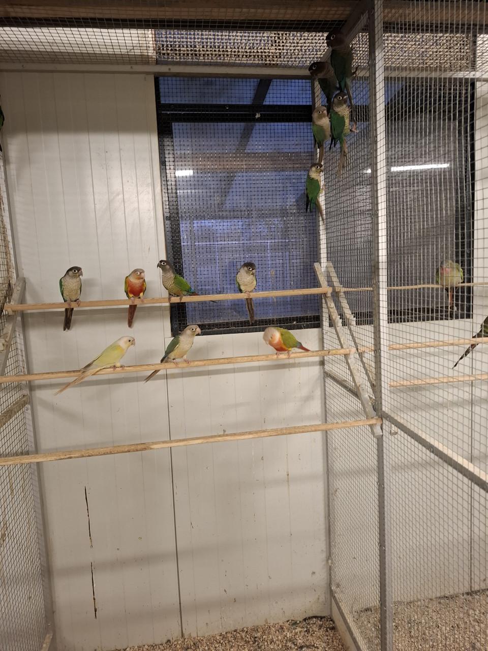 Pyrhurra's diverse kleuren