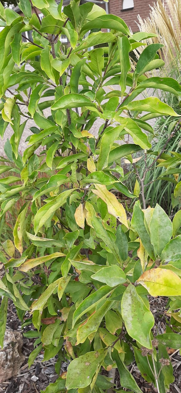 Te Koop: Magnolia boompje