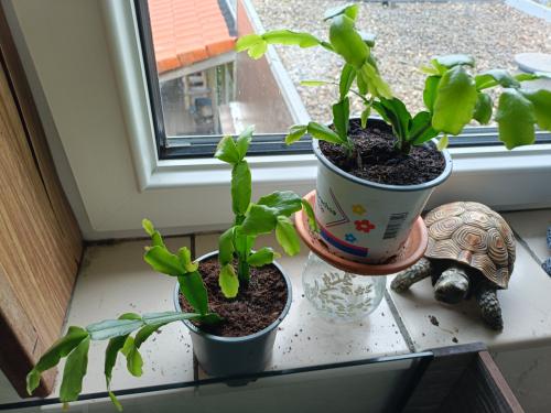 Lidcactussen eigen kweek