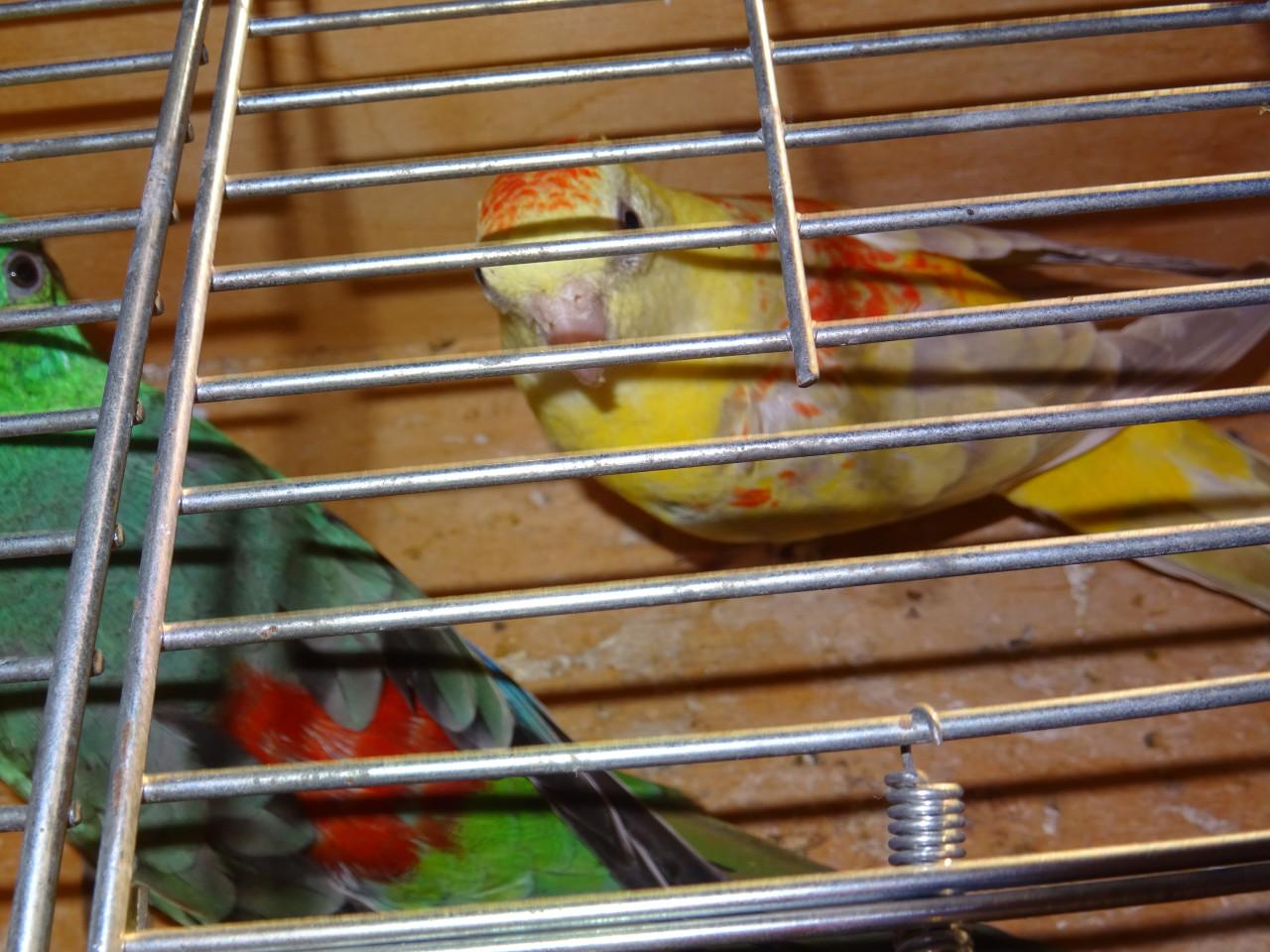 Te koop drie mooie Roodrug - Parkieten broedrijp pas ontwormd !!