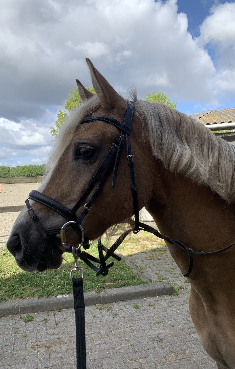 Prachtige Haflinger merrie