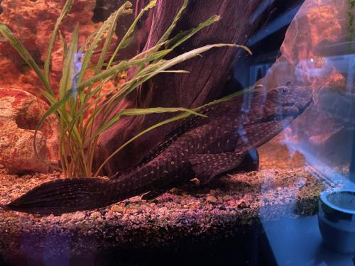 Gratis af te halen pleco algeneter aquarium