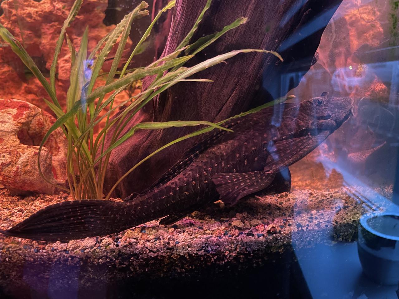 Gratis af te halen pleco algeneter aquarium