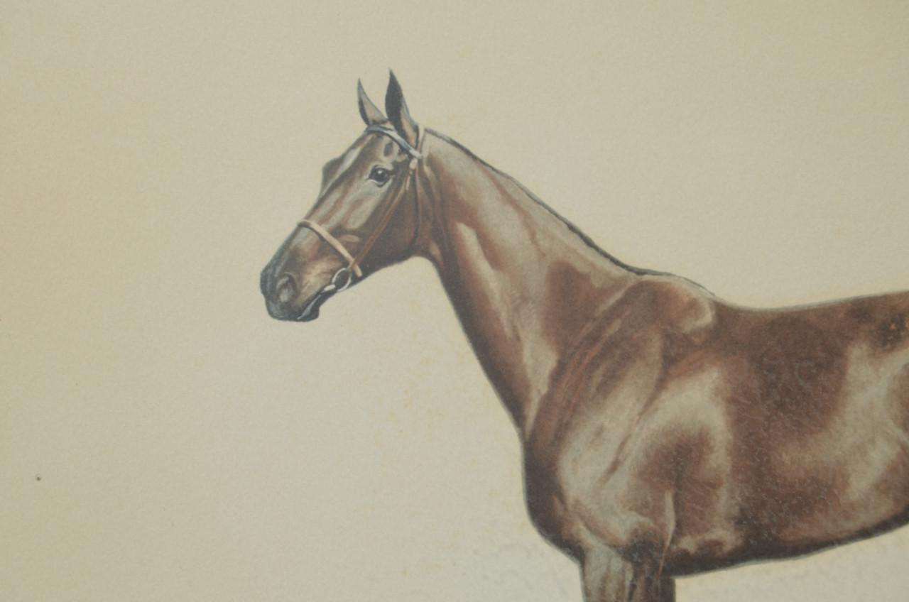 Schitterende Litho Paard Jean Rivet gesigneerd