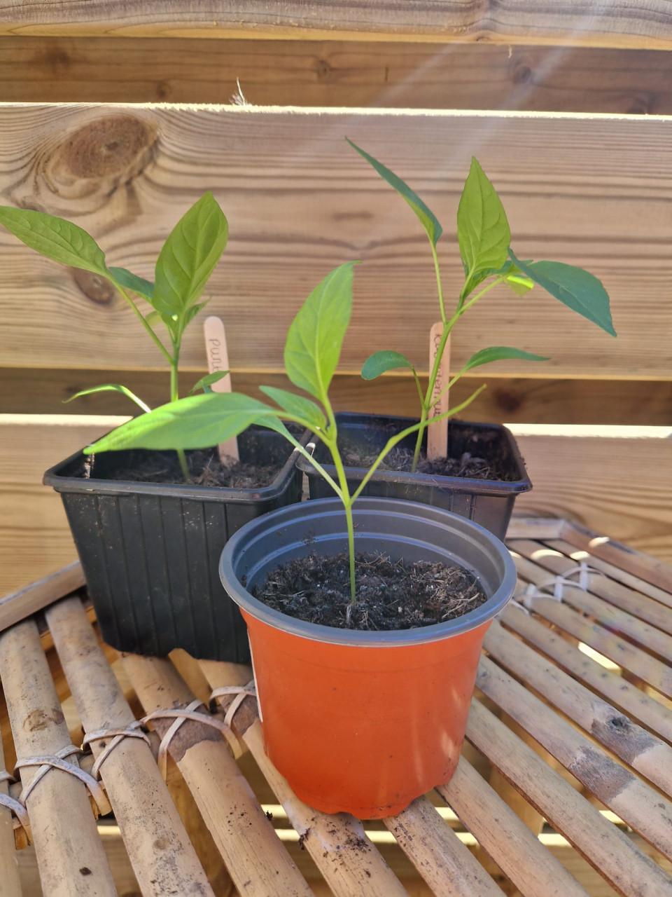 Onbespoten / biologische paprika en peperplanten