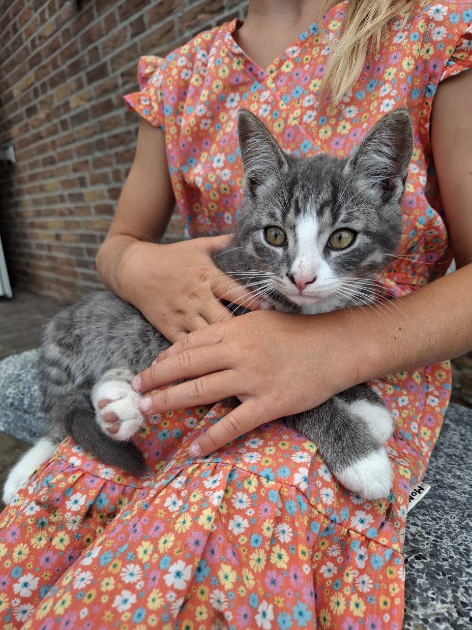 Kittens
