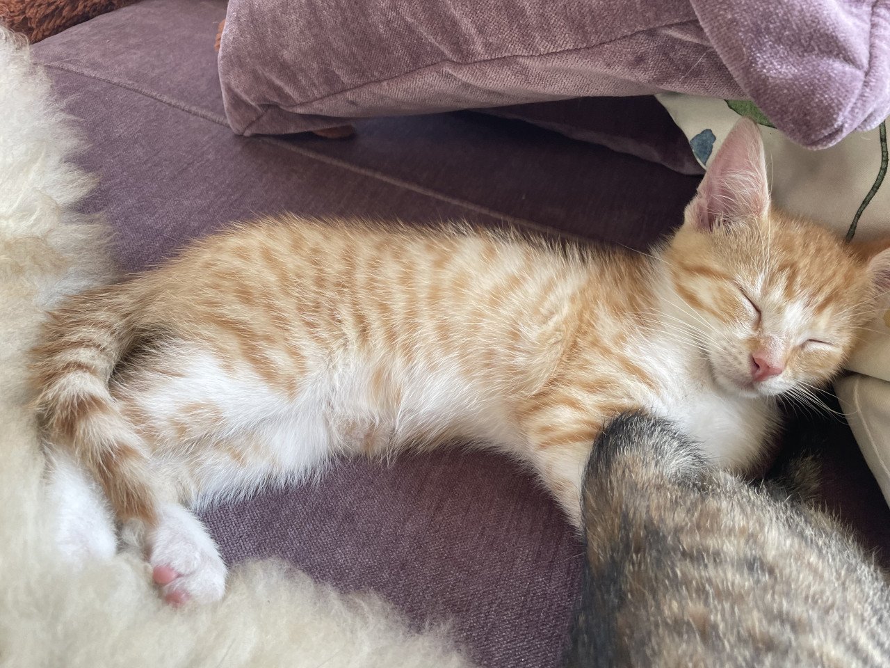 Kittens te koop