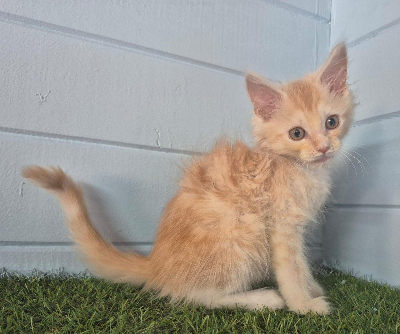 3 rode maine coon katertjes