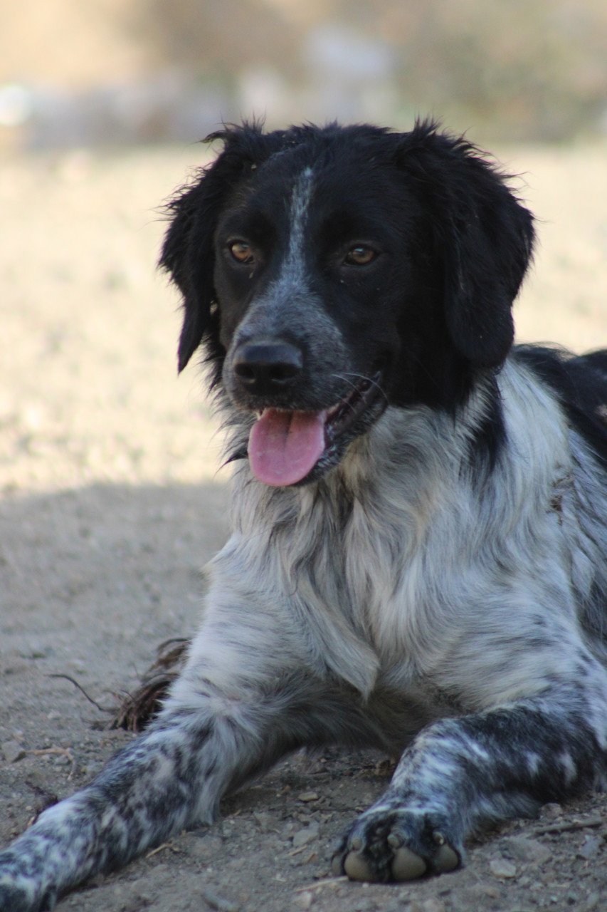 Alora Dog Rescue: Mona, dit lieve meisje zoekt een baasje