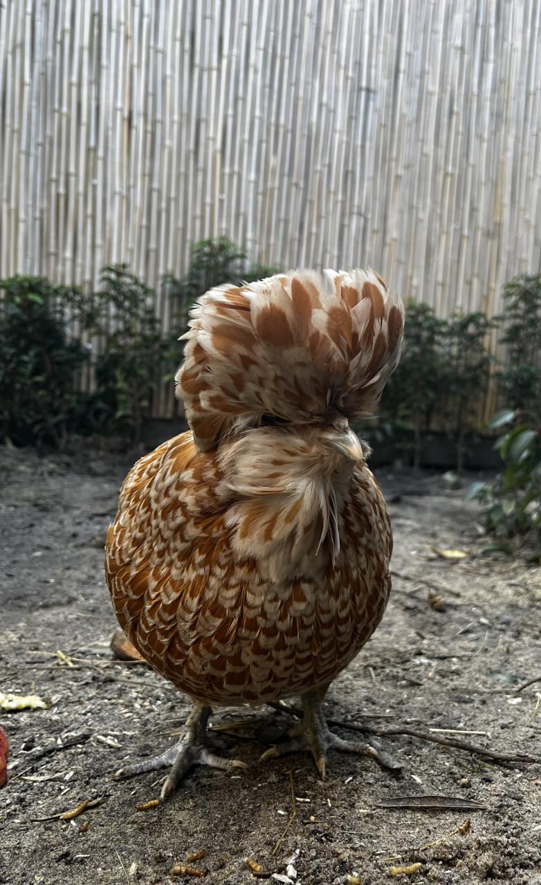Gezelschap of nieuw goud mandje gezocht voor eenzame Kuifhoen